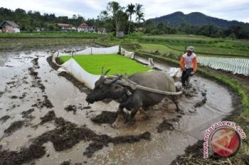 Sulteng Cetak 6.450 Ha Sawah Baru 2016 