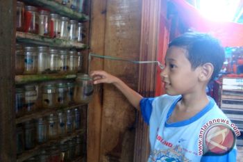 Berburu ikan hias alternatif isi liburan
