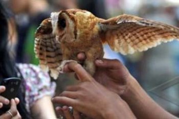 BURUNG HANTU MERAH