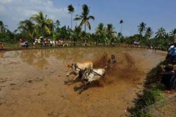 PACU JAWI