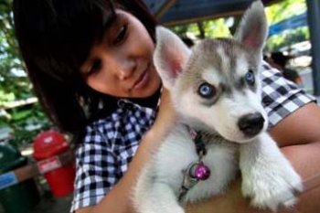 HAPPY HUSKY