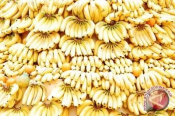 KWT Kartini rintis rumah pengolahan pisang