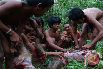 Hewan buruan, simbol cinta Orang Rimba