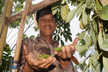 Produksi Lada Meningkat