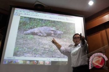 "Andatu", Anak Badak Sumatera di SRS TNWK