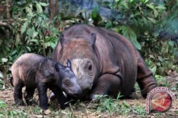 Penyelematan Badak prioritas pemerintah