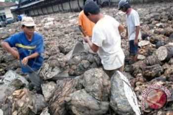 Petani Karet Di Morowali Gembira Harga Naik 