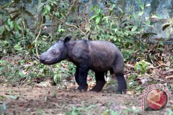 Anak Badak Sumatera "Andatu" Memasuki Tahap Adaptasi