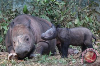 Bayi Badak "Andatu" Sudah Lewati Masa Kritis