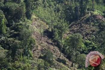 Sembilan kabupaten berhasil pertahankan tutupan vegetasi hutan