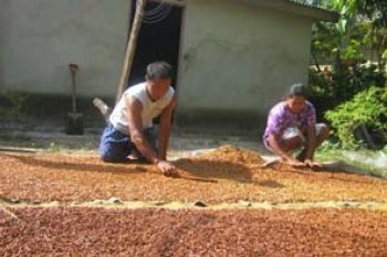 "Emas Coklat" Masihkah Warnai Kemakmuran Natuna?