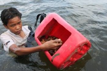 Populasi Gonggong di Perairan Kepri Terancam Punah