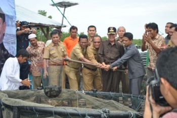 Gubernur Kepri Panen Perdana Kerapu Nelayan Karimun