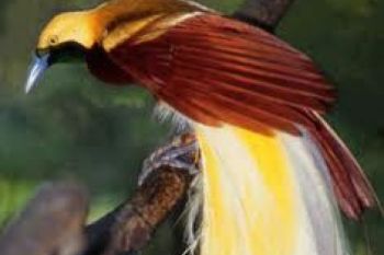 Aparat Sita Sejumlah Burung Cenderawasih Yang Diperdagangkan
