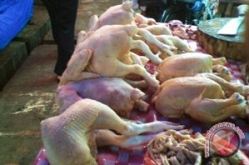 Standar Penjualan Ayam Diterapkan