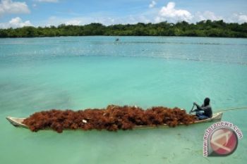 Indonesia Mengaplikasikan Teknologi Penginderaan Terhadap Rumput Laut