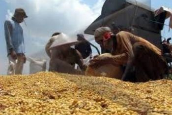 Harga Kedelai Di Kudus Berangsur Turun