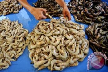 Limbah Udang Berpotensi Hambat Penyakit Tanaman Sawit