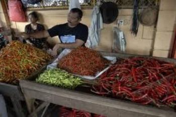 Harga Cabai Di Semarang Terus Anjlok