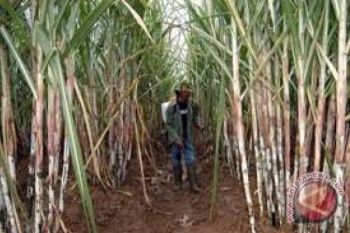 Petani Pekalongan Sulit Dapatkan Penebang Tebu