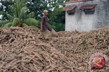 Boyolali Jadi Proyek Percontohan Singkong Bioetanol 