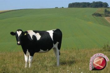 Sapi Betina Dilarang Disembelih