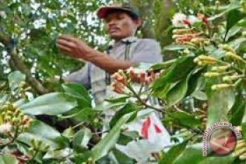 Petani khawatir produksi cengkih terganggu cuaca ekstrem 