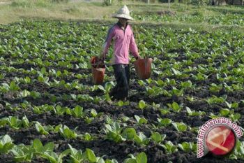 Bantul sertifikasi lahan pertanian tembakau 100 bidang 