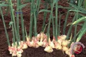 Petani Sleman budi daya jahe lahan kritis
