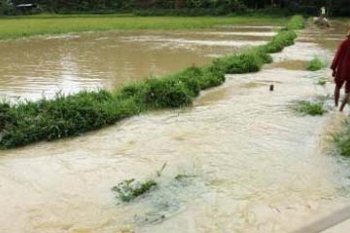 SAWAH TERENDAM