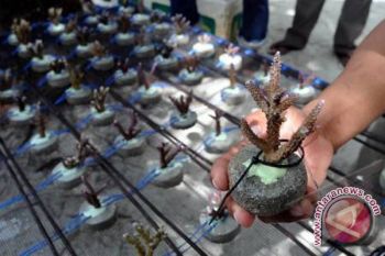 LIPI: 16 persen terumbu karang rusak permanen