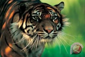 Populasi Harimau Sumatera tinggal 400 ekor 