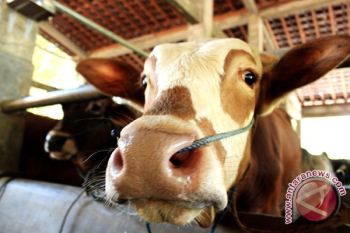 Bantul targetkan 24.600 sapi bunting pada 2017 
