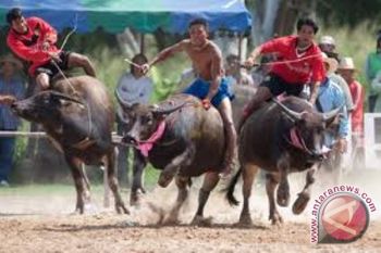 "Pacu Jawi" tambah pendapatan masyarakat Tanahdatar