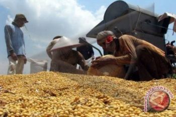 Produksi kedelai Gunung Kidul capai dua ton/hektare
