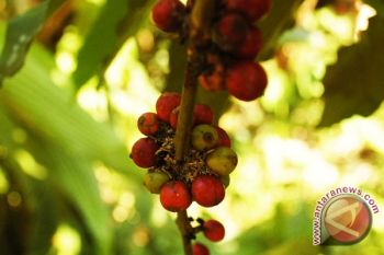 Mendag: Indonesia bisa jadi produsen kopi terbesar 