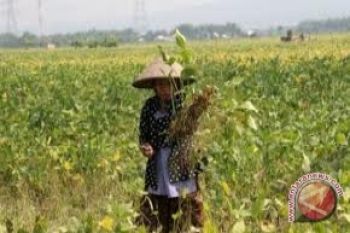 Pemerintah diminta beri intensif kepada petani kedelai
