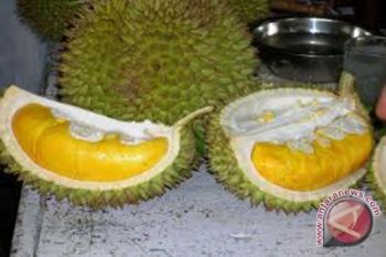 Kulon Progo perluas lahan durian 91 hektare
