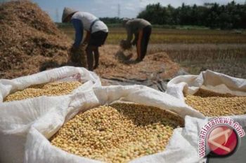 Ada kesempatan emas Indonesia menjadi produsen kedelai 