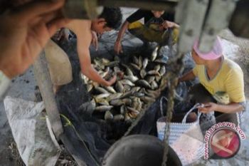 DKP pesimistis perikanan budi daya dapat bertahan