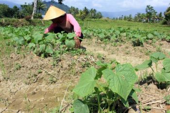 1.691 Hektare Tanaman Pangan Kekeringan di Riau