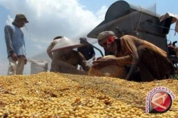 Nasib Kedelai Setelah Hambatan Impor Dihapus