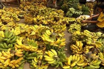 PERMINTAAN PISANG NAIK