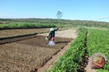 Petani Kulon Progo terapkan sistem tumpang sari