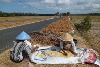 Produksi kedelai di Kulon Progo turun 