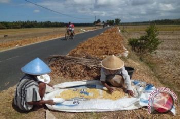 Petani kedelai Gunung Kidul terima banyak permintaan
