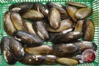 Lembaga Kanada Peringatkan Resiko Makan Kerang Mentah