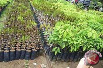 Disbun Bantu Bibit Sawit Dan Karet