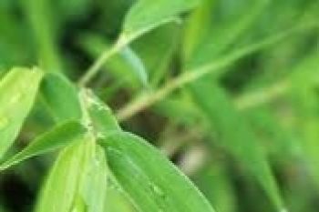 UNY adakan pelatihan pembuatan kerupuk daun bambu 