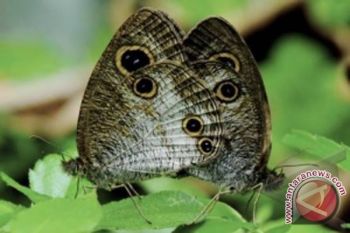 Objek wisata Kandi dilengkapi taman kupu-kupu